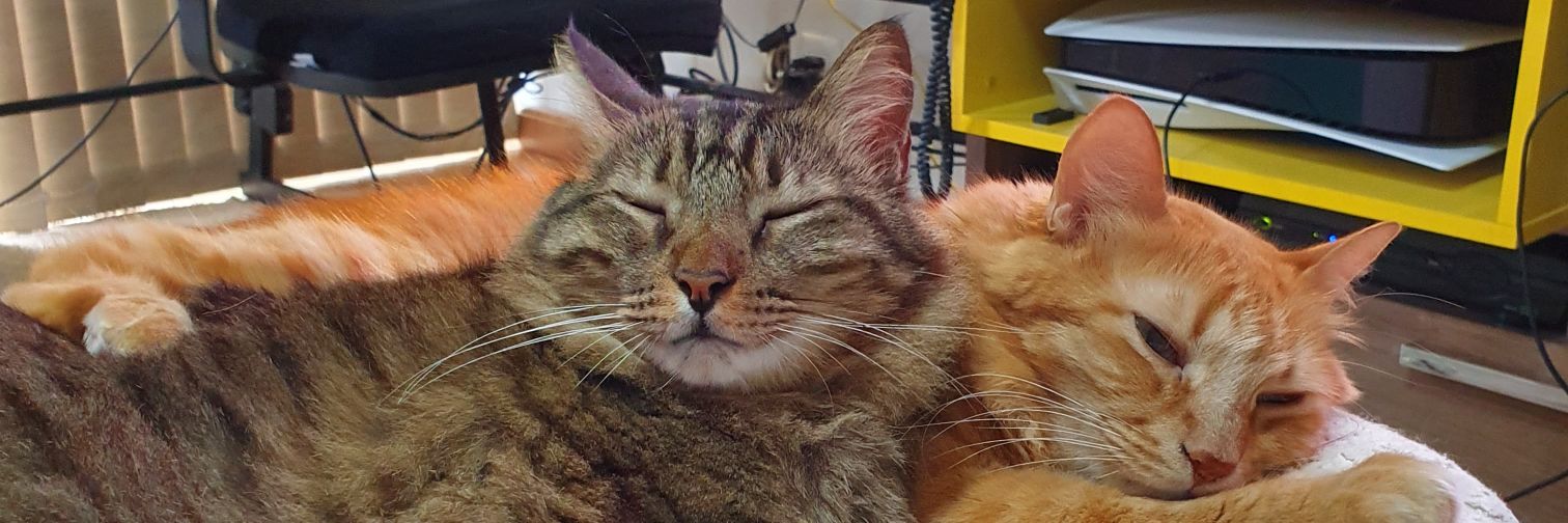 Junior Torres 🇵🇸 banner