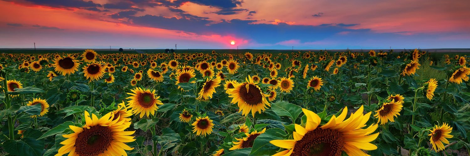 AllisonArnos's profile banner image