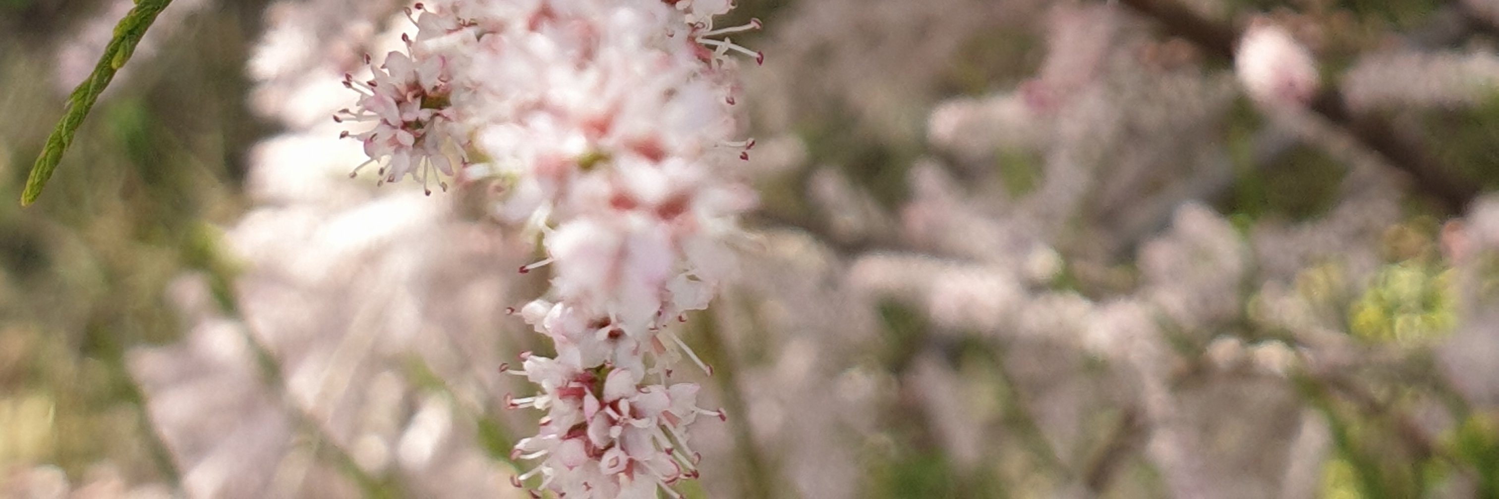 cherryschatz's profile banner image