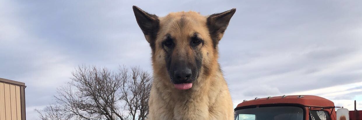 McKenzie Cromwell banner