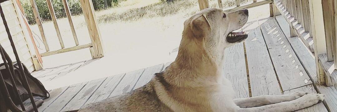 CountryBlondde's profile banner image