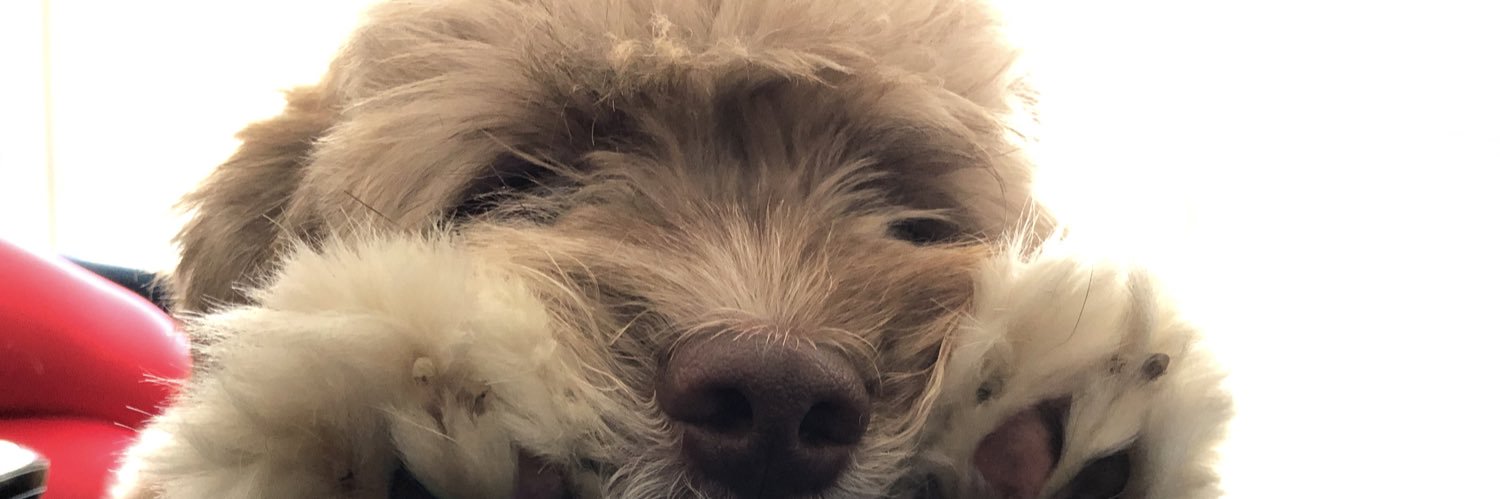 Angelica Ramalho banner