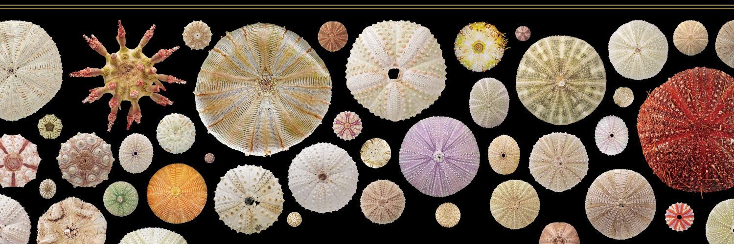 たなっちょ / Hayate TANAKA banner