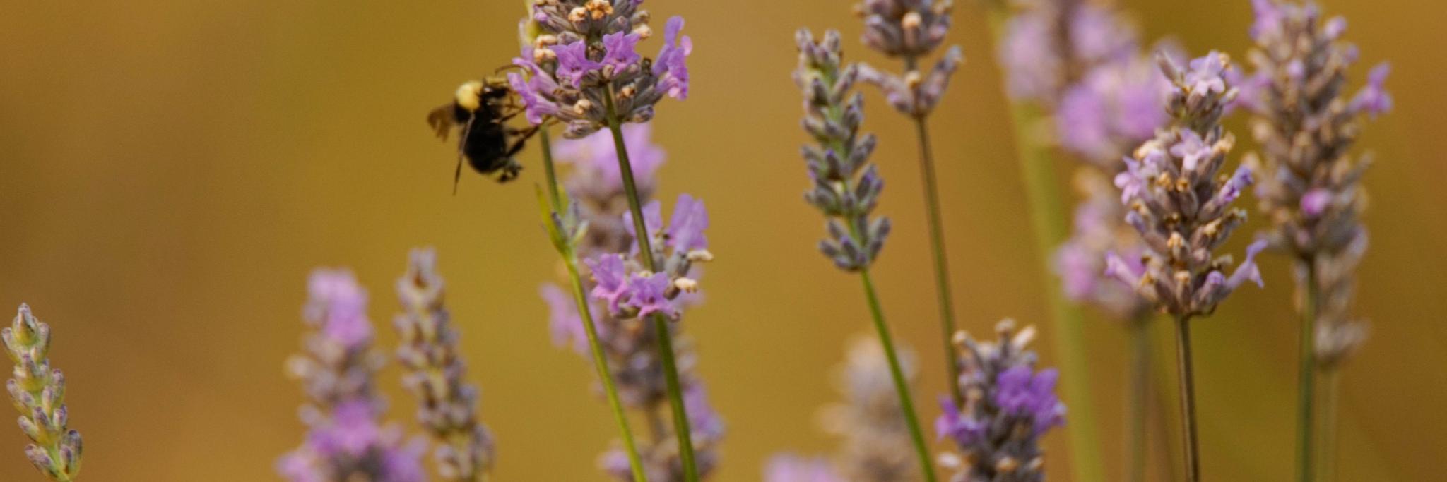 HortSolutions's profile banner image