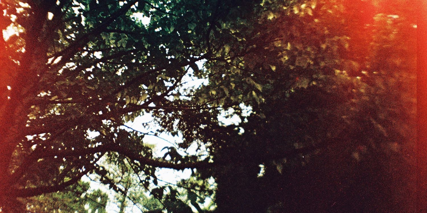 ilsedepilze's profile banner image