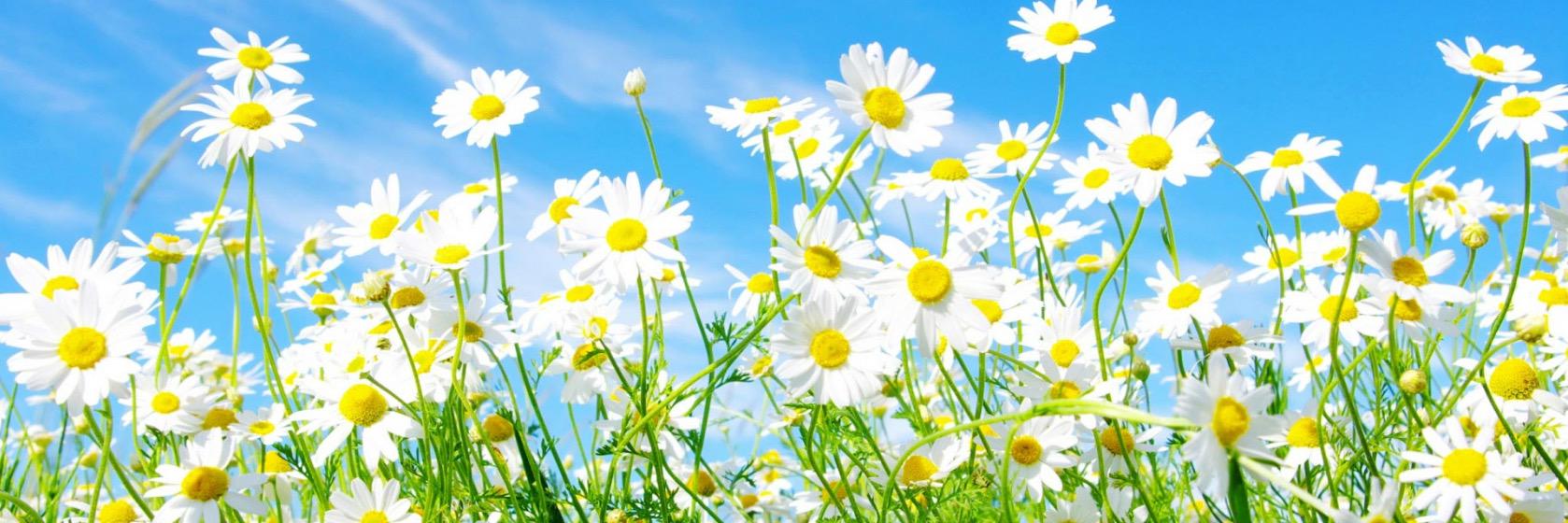 pamperedboarder's profile banner image