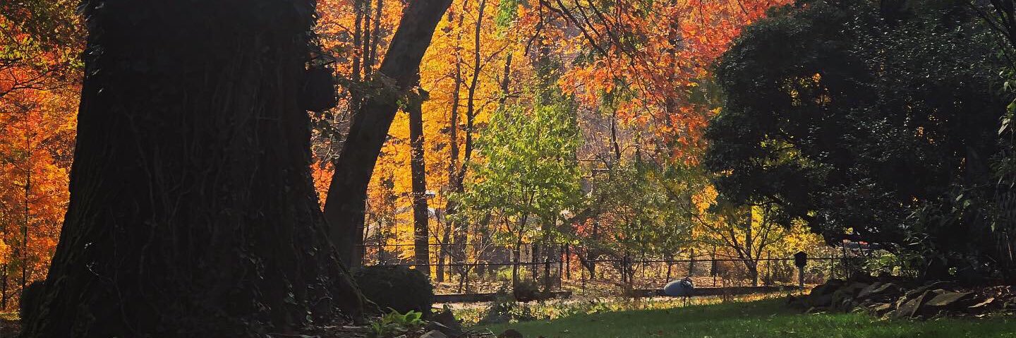 MikeEchter's profile banner image