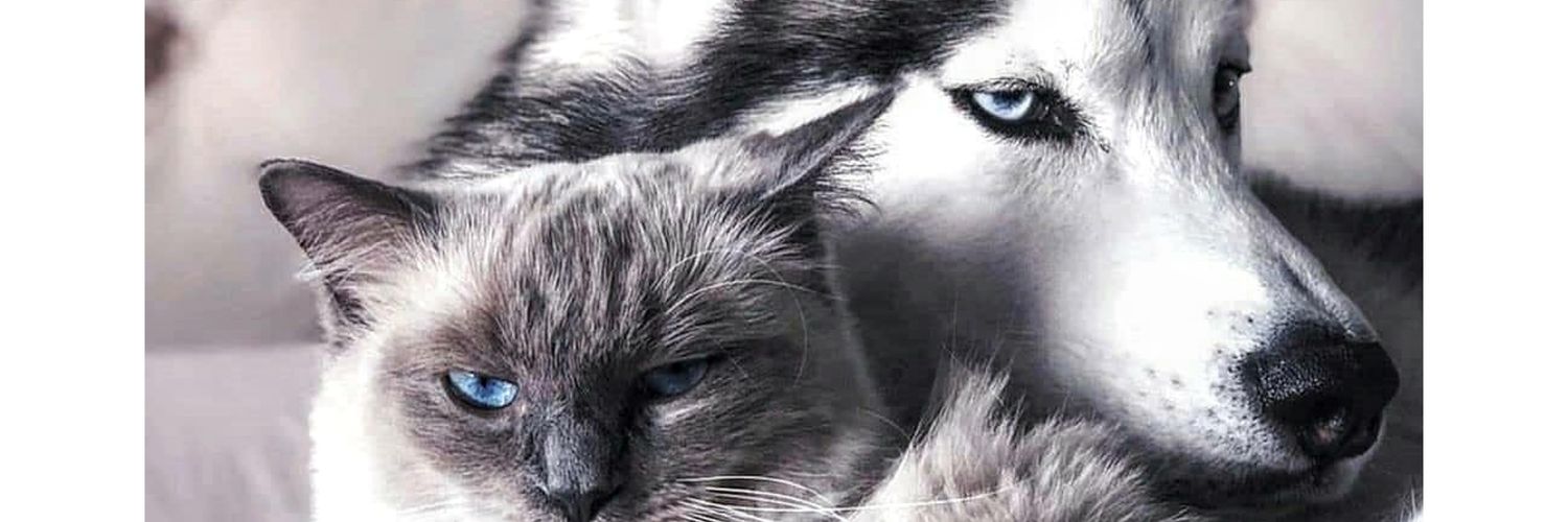 estermarlinsi's profile banner image