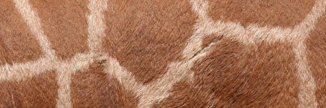 Michael Davies banner