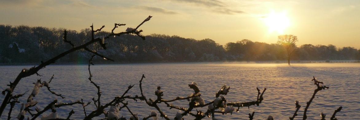 L Bimo 💚🌱🐦‍⬛🐝 banner