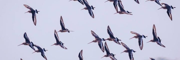 solidstate_birb's profile banner image