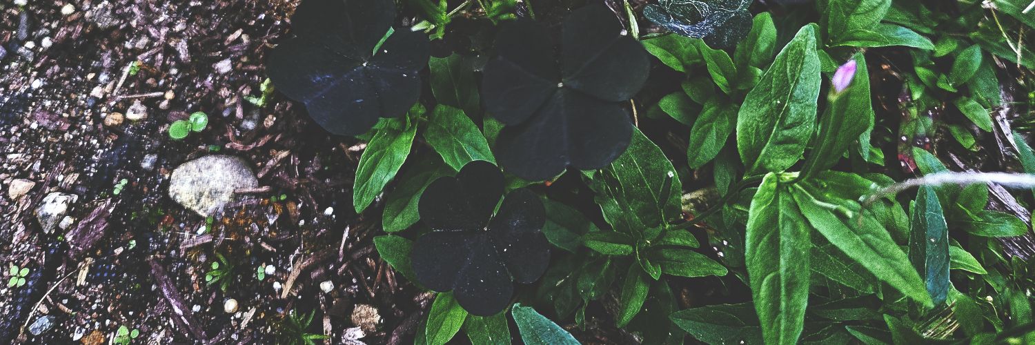 inmor_al's profile banner image