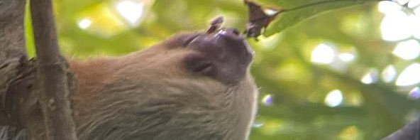 Meal Collins banner