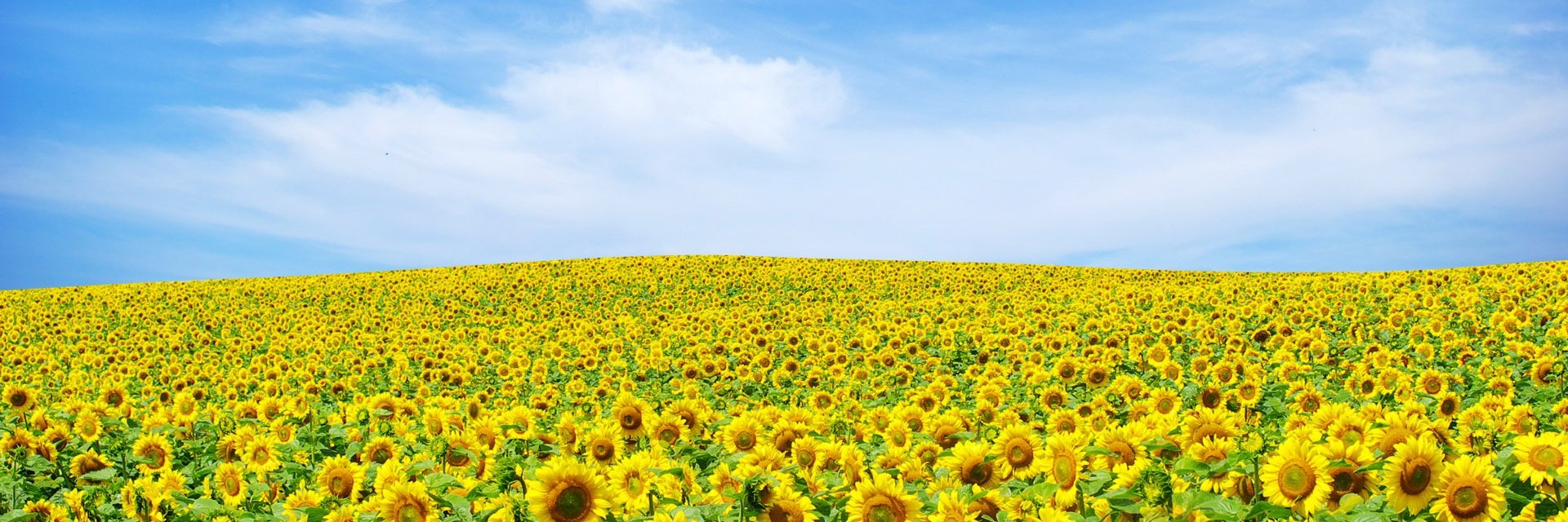 polly_rtf's profile banner image