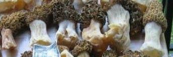 JimTheMNPestMan's profile banner image