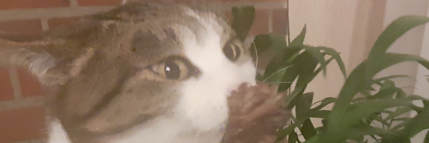 baerchiblogspot's profile banner image