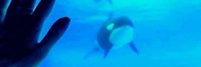 Diane Fraleigh 🐬Ontario Captive Animal Watch banner