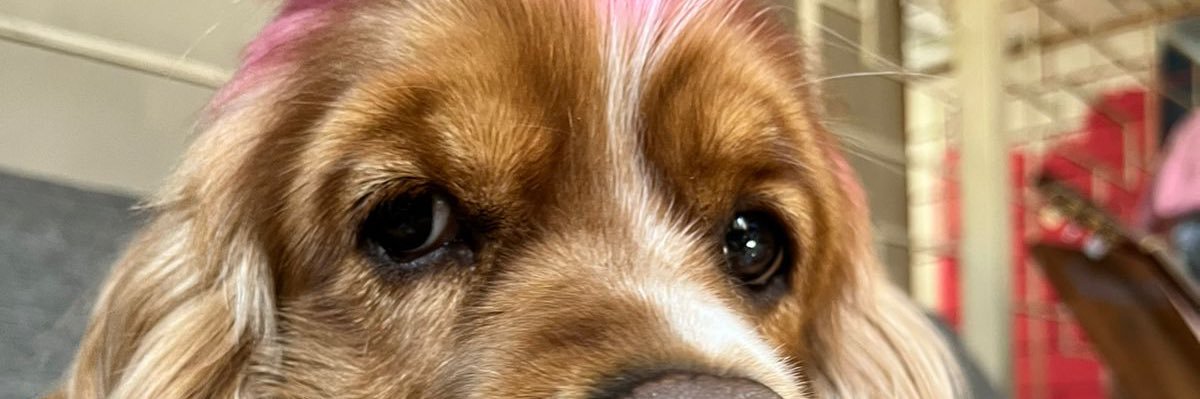 PerlaEna's profile banner image