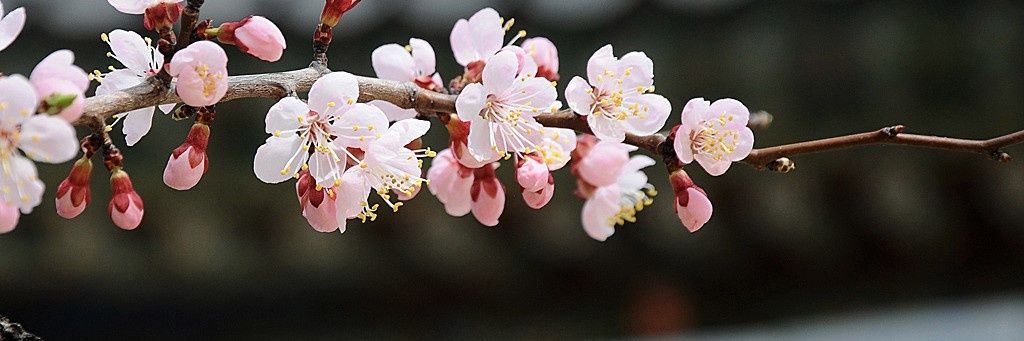 Wonderful KOREA banner