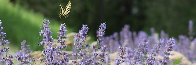 chipper_53's profile banner image