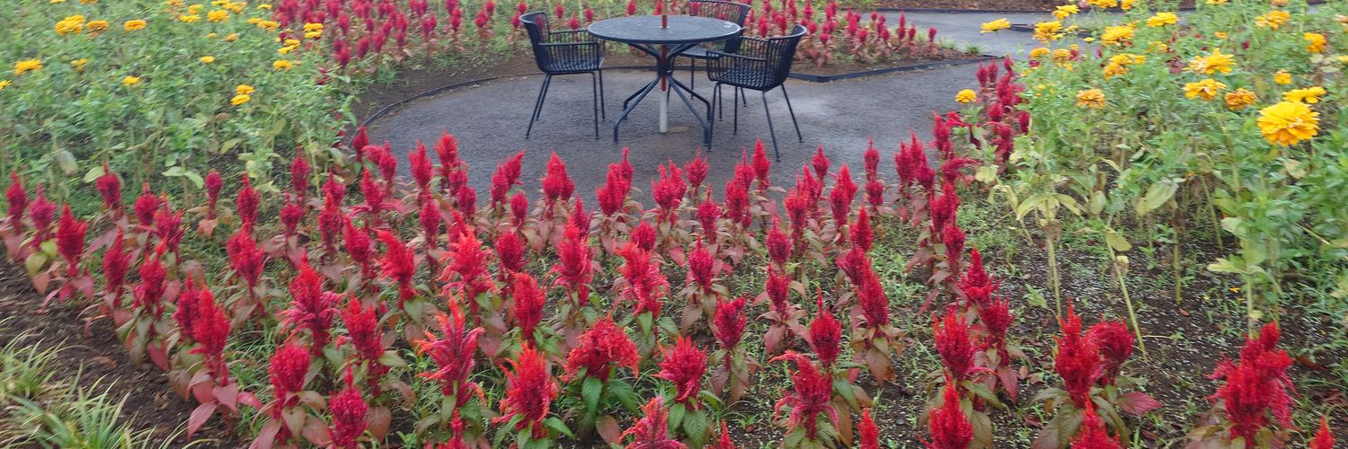 ARiA🐰ﾀﾞｲｴｯﾄ&妊活中垢 banner