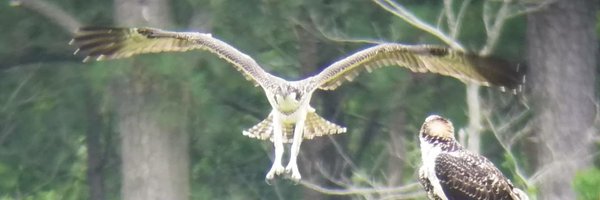 jimdella Profile Banner