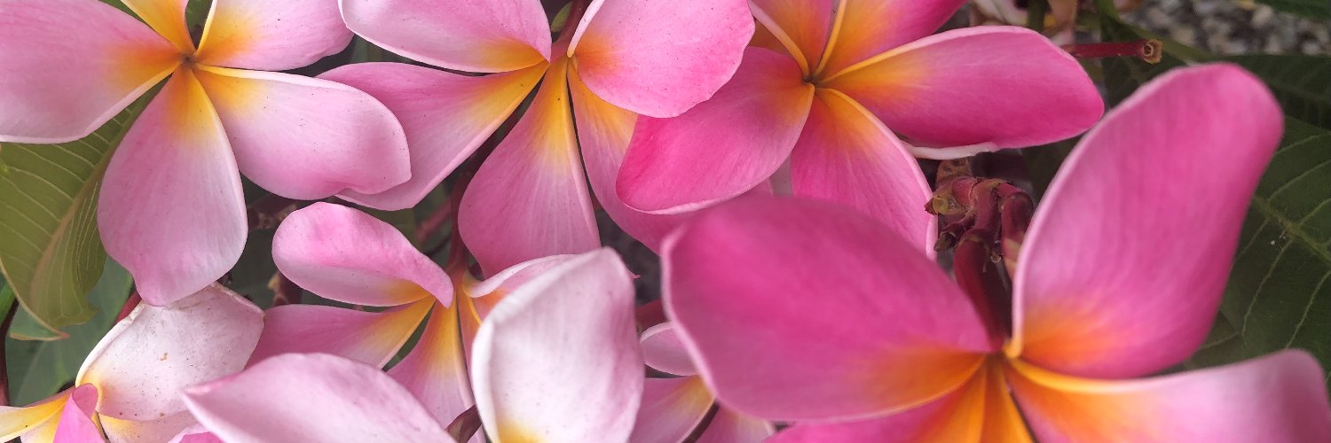 LauraMNewberry's profile banner image