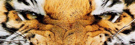 addagirl73's profile banner image