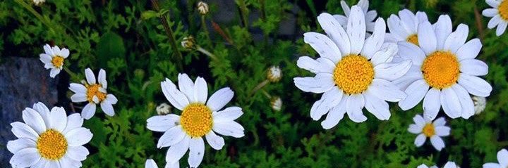 Taaniaa_C's profile banner image
