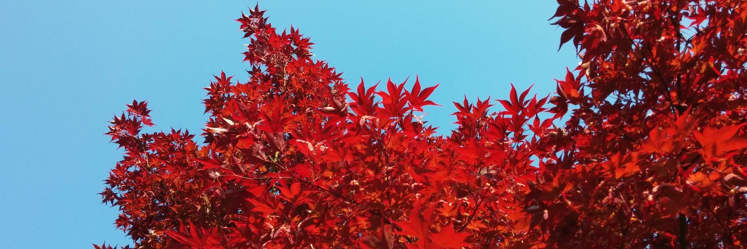 Crème Caramel banner