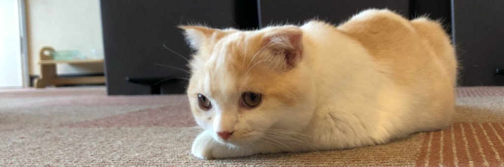 bokuneko_'s profile banner image