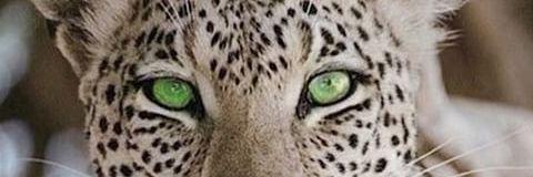 lauraacabrera98's profile banner image