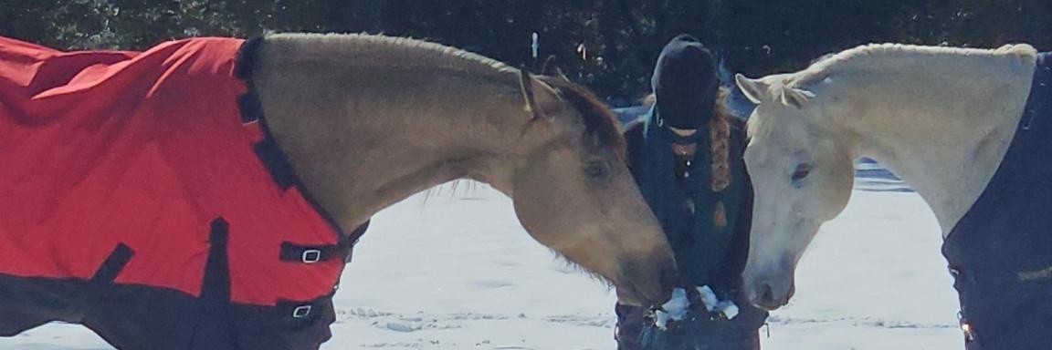 Kelly D. 🐴 banner