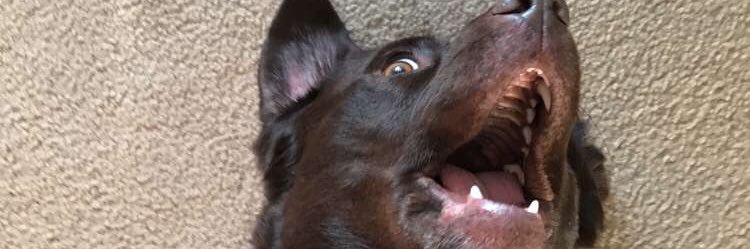 Megan MacCrae banner