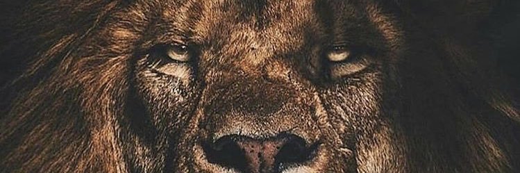 Matadimata's profile banner image