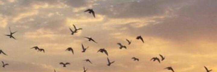 nouf769's profile banner image