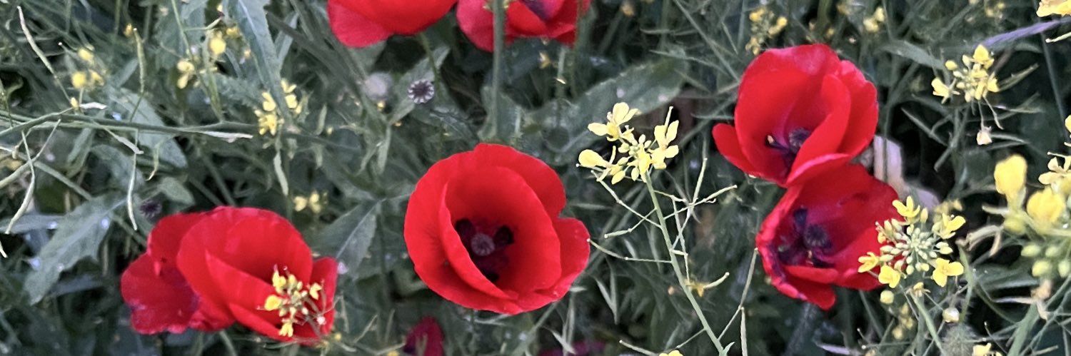 Mluisa97's profile banner image