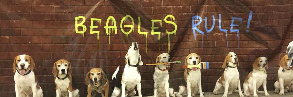 lifewithbeagle's profile banner image