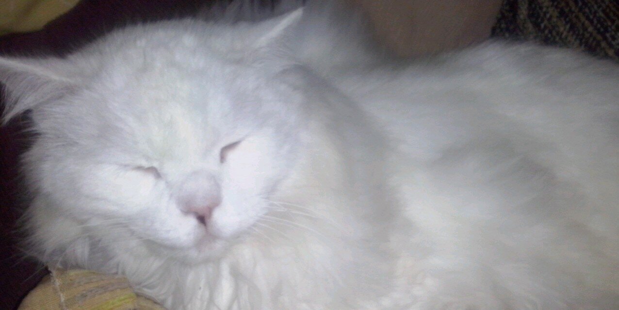vanessadiana7's profile banner image