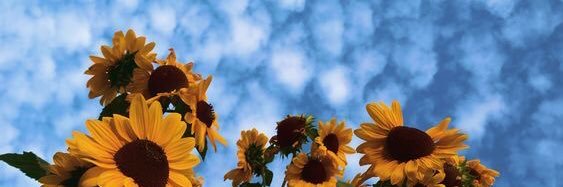 agusmarchesin's profile banner image