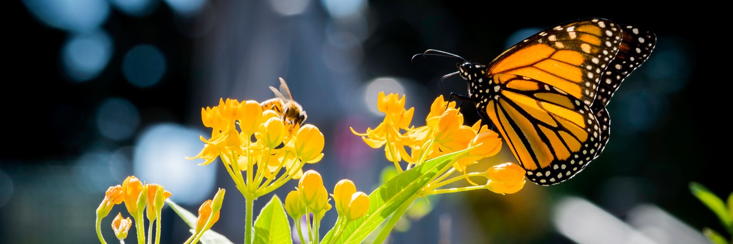 Beatriz_Cati's profile banner image