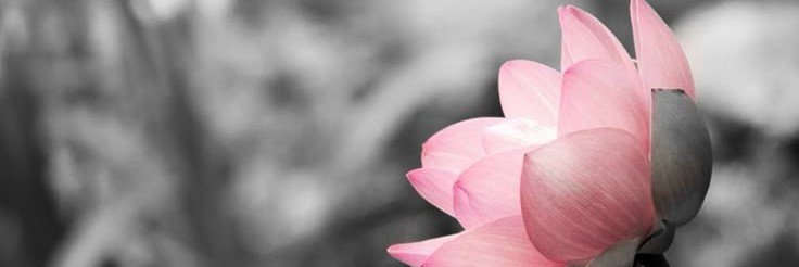 notasdeLUNA__'s profile banner image