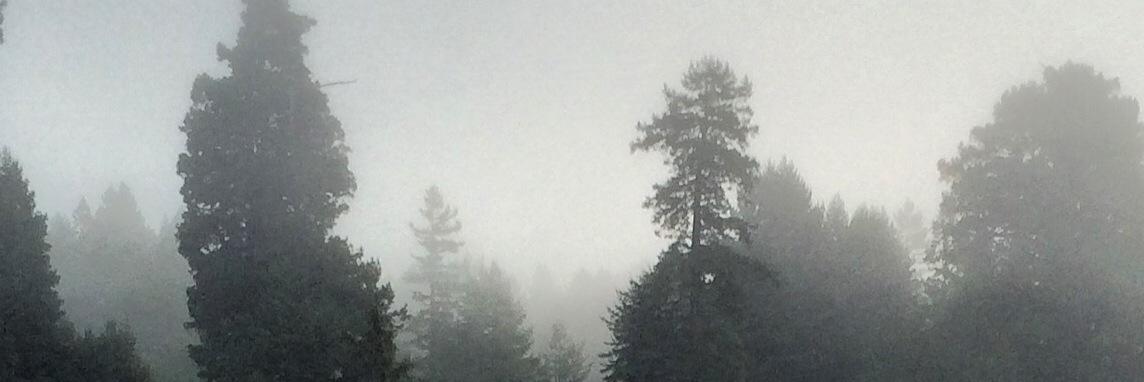 RedwoodMoose's profile banner image