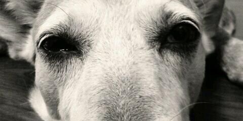 123lemonlemon's profile banner image