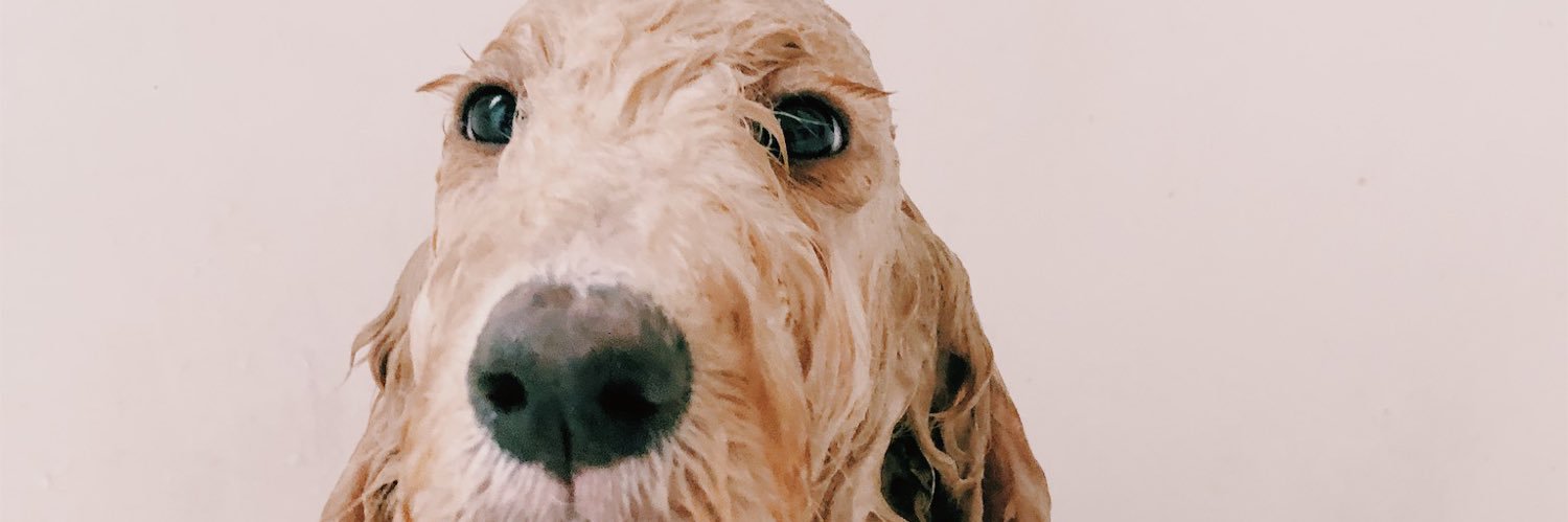 Sydney Staver banner