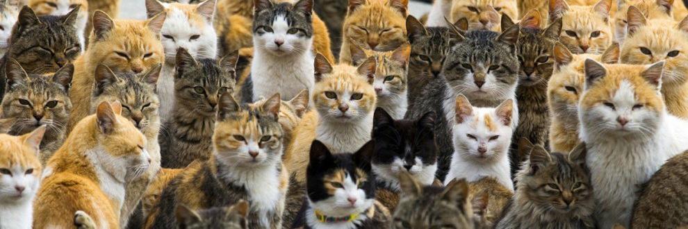 CatPromoter's profile banner image