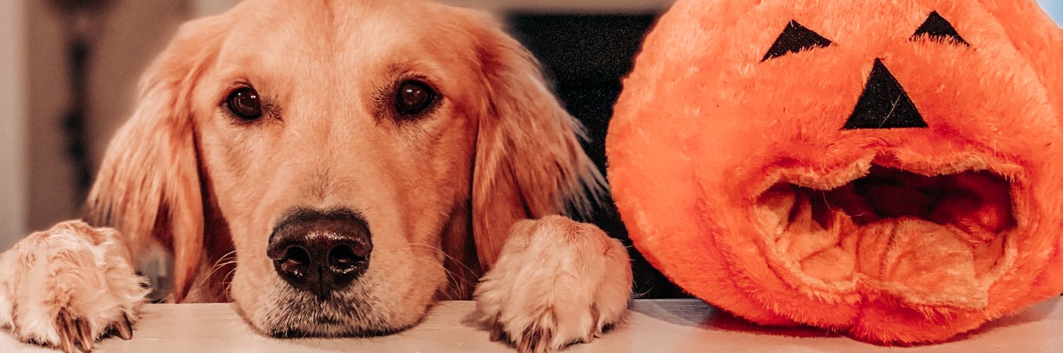 Breann Hollister banner