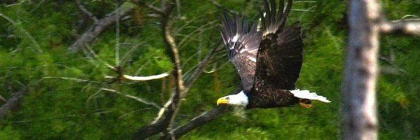 PTripaldi2020 Profile Banner