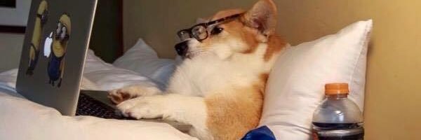 DailyCuteDoggo's profile banner image