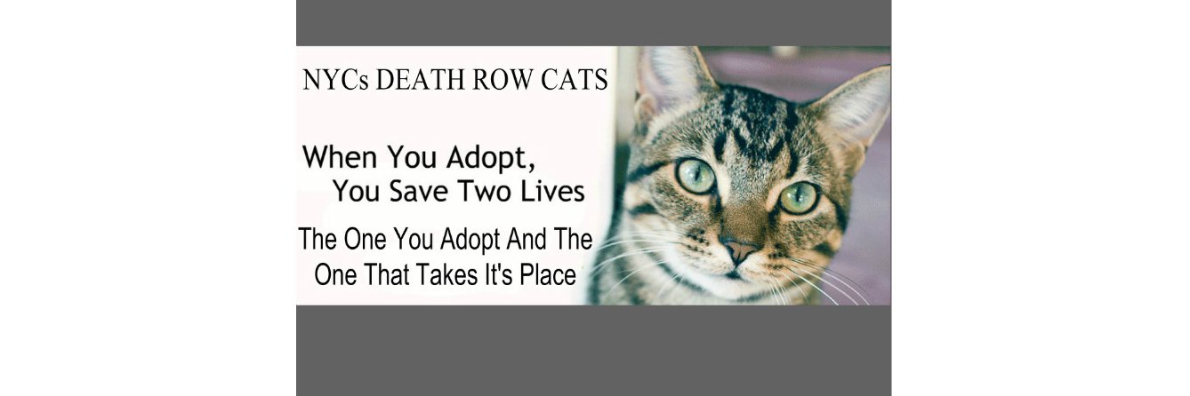 NYC's DEATH ROW CATS's banner